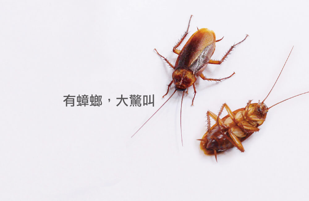 消滅蟑螂方法 | 蟑螂防治