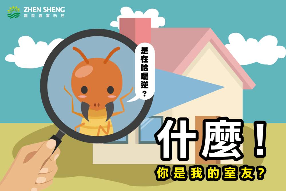 Read more about the article 震陞除蟲專家─白蟻知識推薦，該如何徹底驅除消滅白蟻呢？