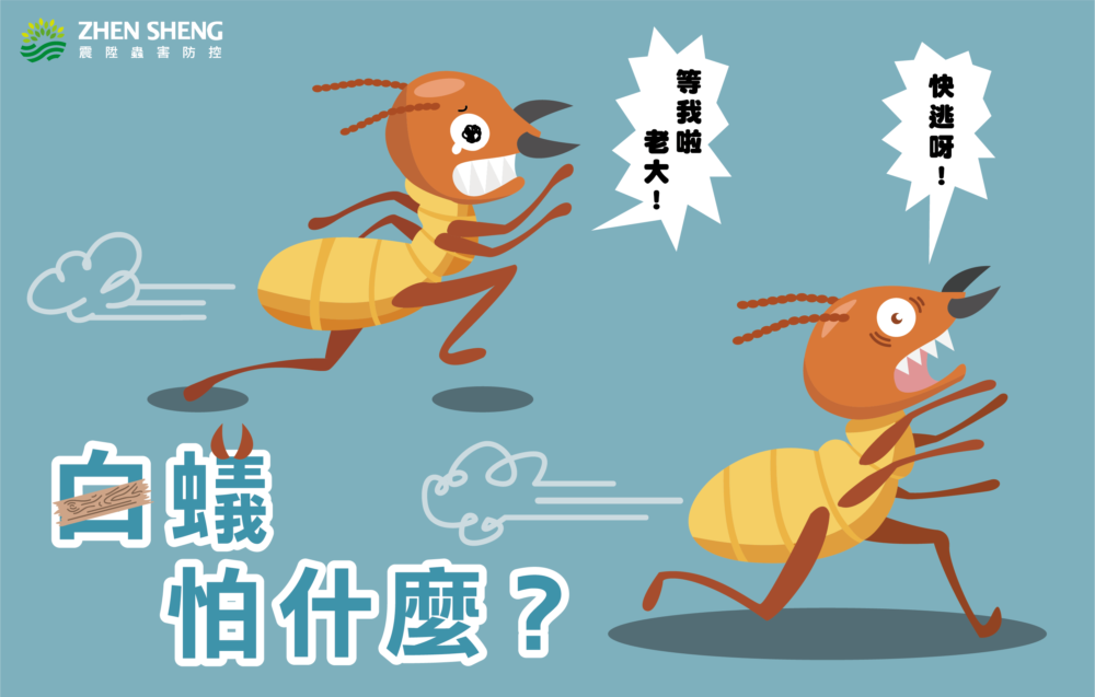 Read more about the article 白蟻怕什麼？震陞除蟲專家推薦，消滅白蟻前必須先瞭解的幾件事！
