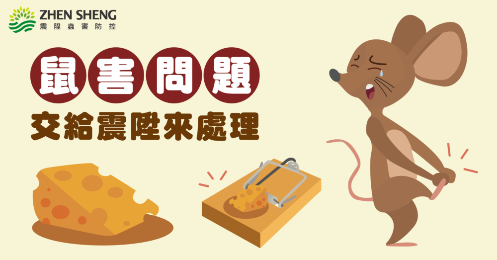 鼠害問題交給震陞來處理