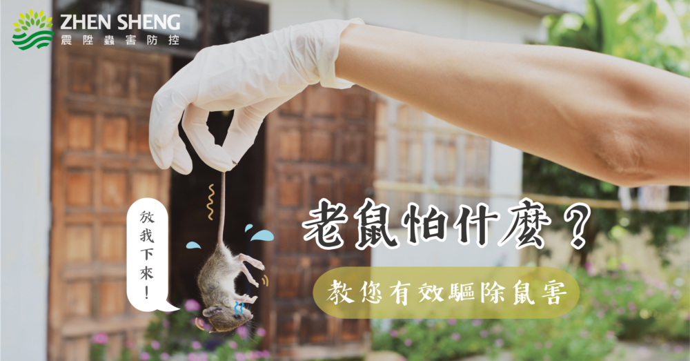 Read more about the article 老鼠怕什麼？震陞滅鼠公司教你用這招驅除老鼠最有效！