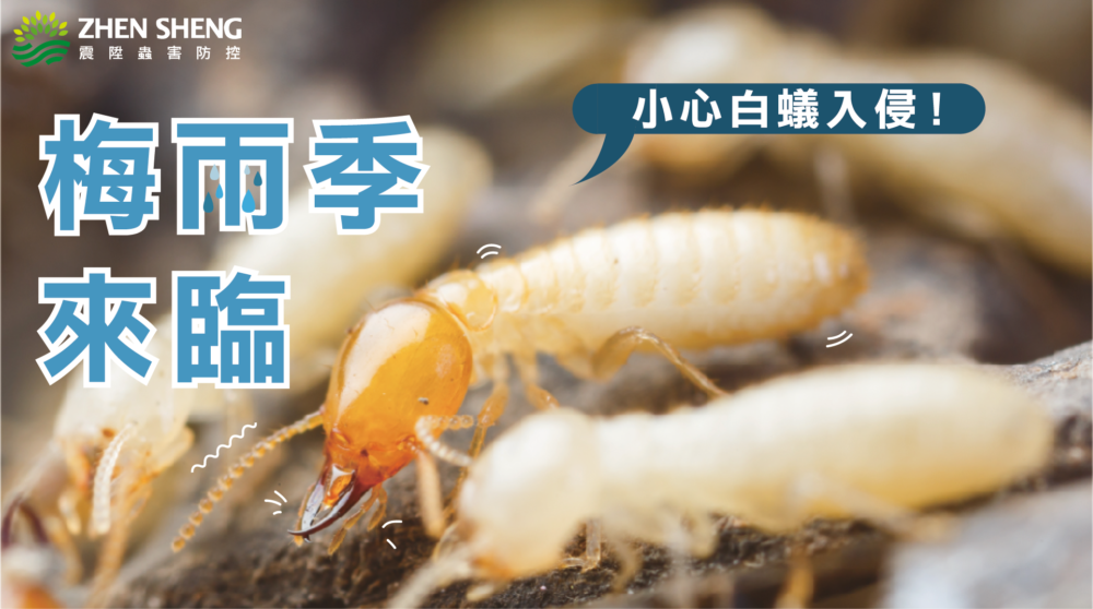 Read more about the article 梅雨季節來臨！小心白蟻入侵環境
