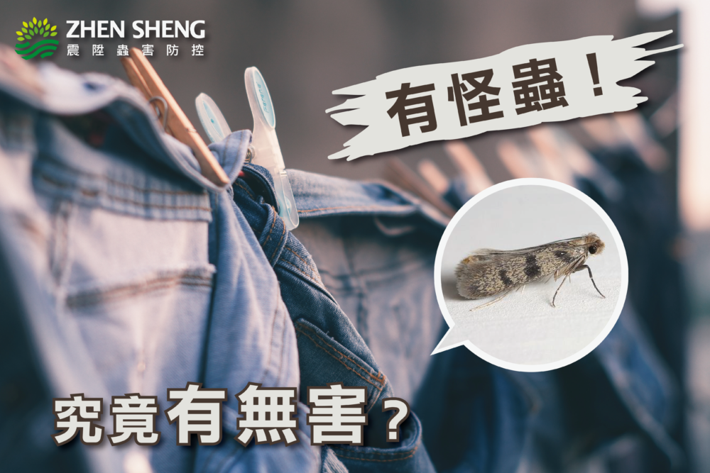 衣蛾
