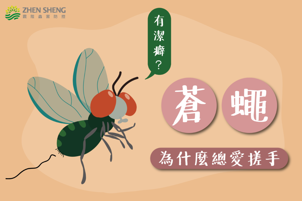 Read more about the article 震陞除蟲專家─消毒知識推薦，蒼蠅為什麼總是愛搓手？