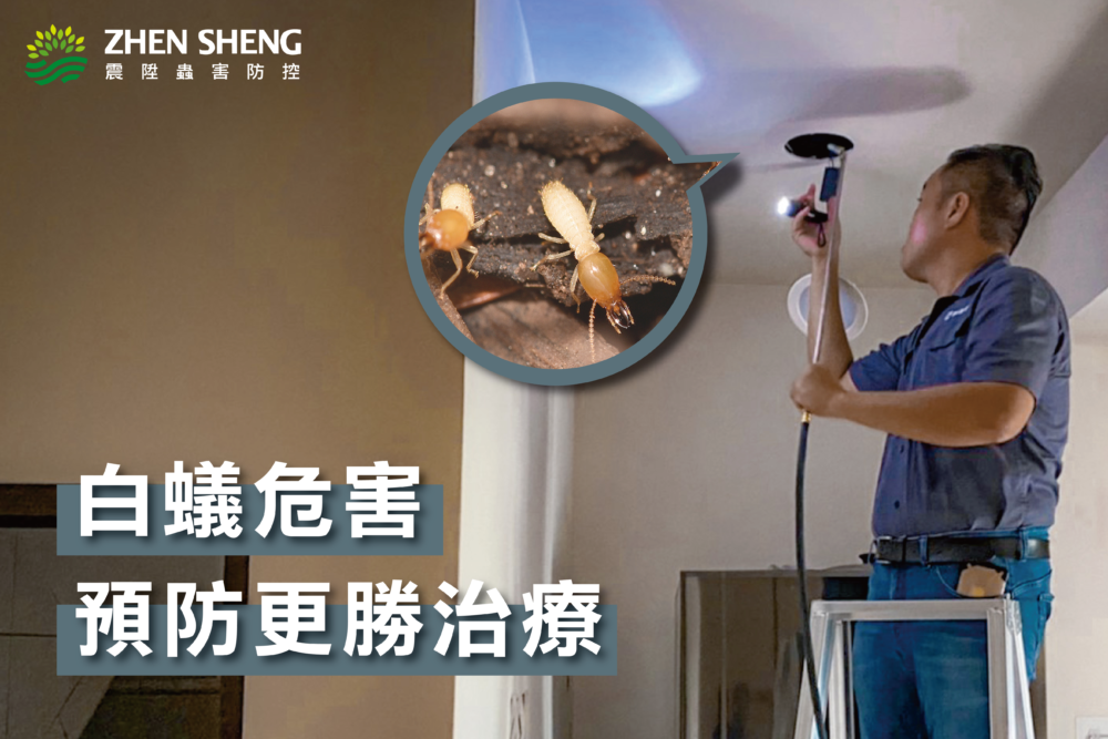白蟻危害預防更勝治療