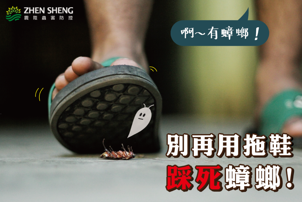 Read more about the article 有蟑螂先別急著打！震陞除蟲專家3種驅除蟑螂的方法大公開