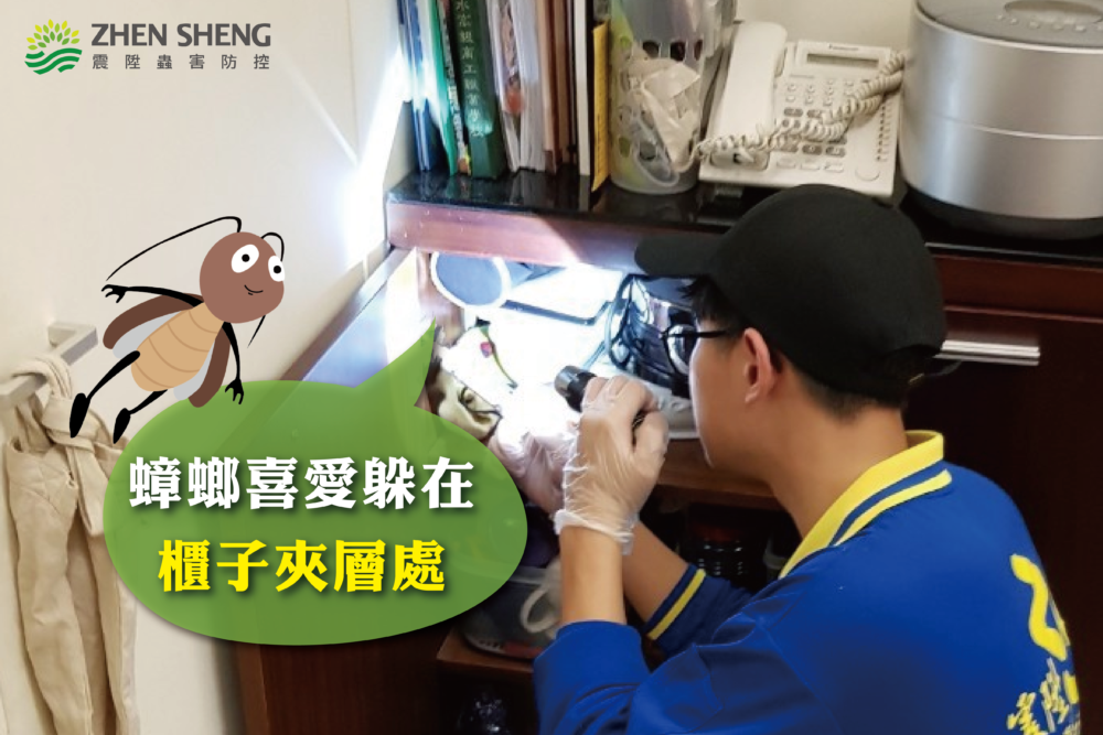蟑螂喜歡躲在櫃子夾層處