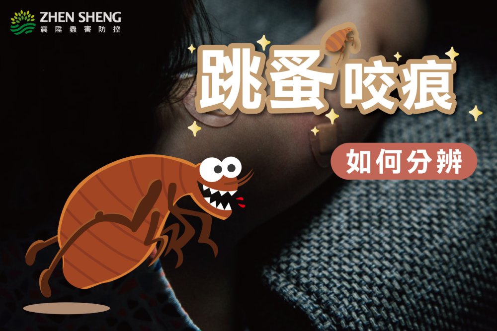 Read more about the article 震陞除蟲專家─跳蚤咬痕傷口如何判斷？讓您找到正確害蟲源頭對症下藥！