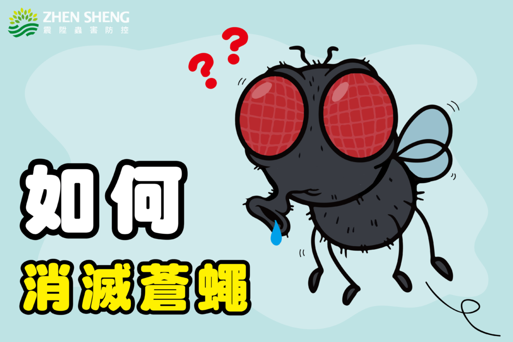 Read more about the article 蒼蠅很多怎麼辦？學會這幾招，教你如何輕鬆消滅討厭的蒼蠅