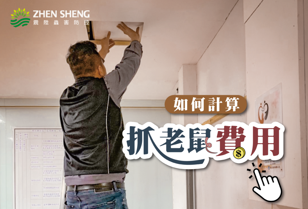Read more about the article 抓老鼠費用該如何計算？震陞消毒公司教你花錢在刀口上
