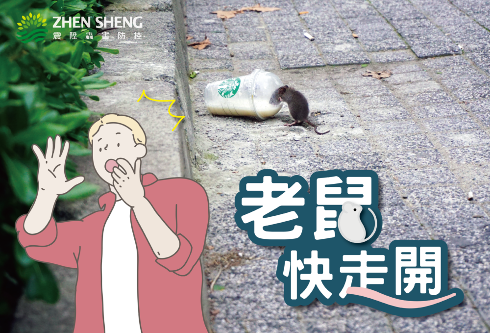 3招抓老鼠秘訣
