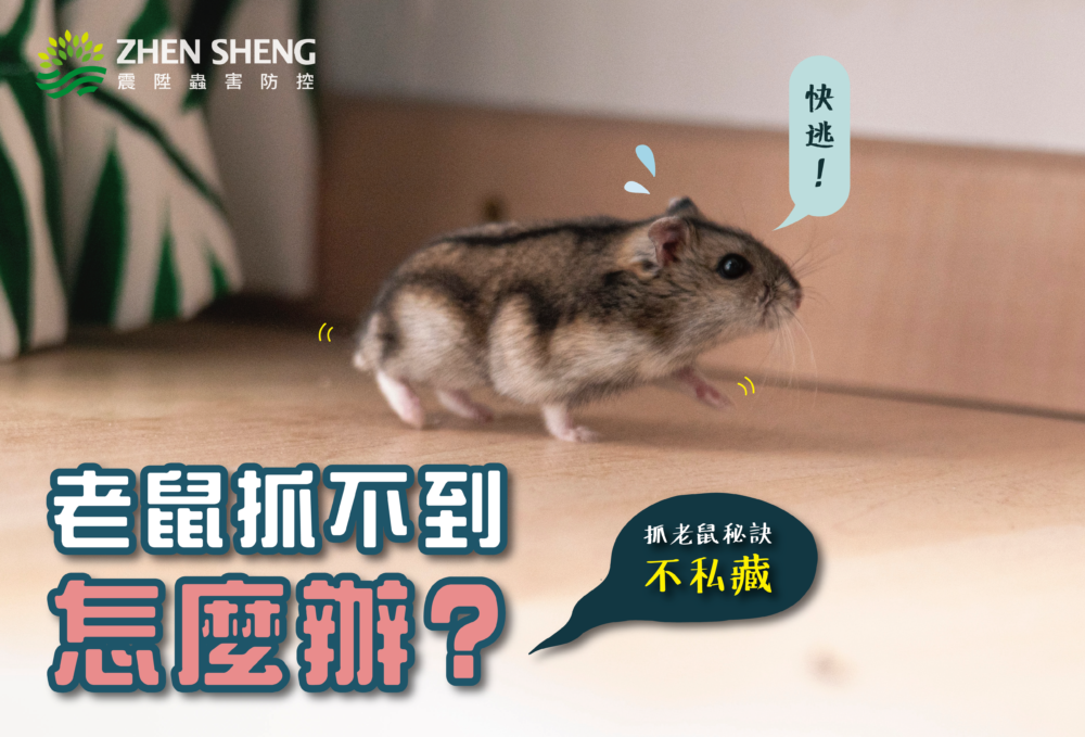 Read more about the article 震陞消毒公司─除老鼠知識推薦，老鼠抓不到怎麼辦？三招抓老鼠秘訣不私藏