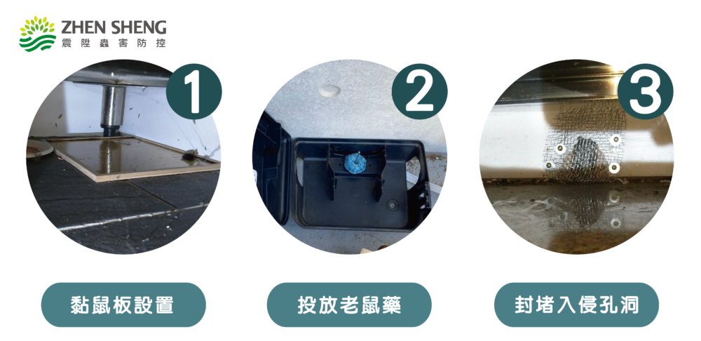 震陞除老鼠方法，除老鼠步驟