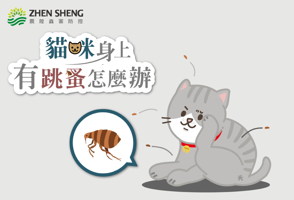 Read more about the article 貓有跳蚤怎麼辦？震陞除蟲公司教你掌握四大要點徹底除蚤