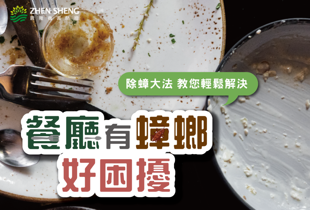 Read more about the article 餐廳有蟑螂怎麼辦？四種超有效方法教您如何徹底杜絕蟑螂