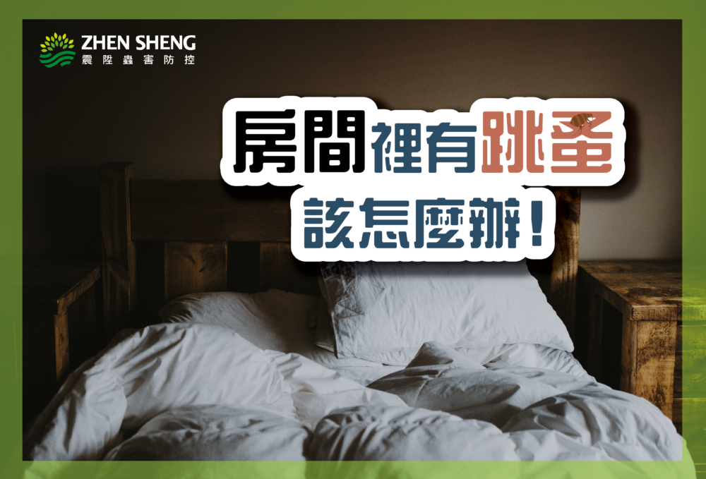 Read more about the article 房間裡有跳蚤怎麼辦？用上這2招馬上和跳蚤說再見！