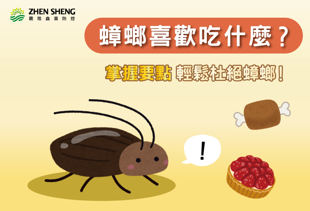 Read more about the article 蟑螂喜歡吃什麼？震陞消毒公司教你掌握要點輕鬆杜絕蟑螂