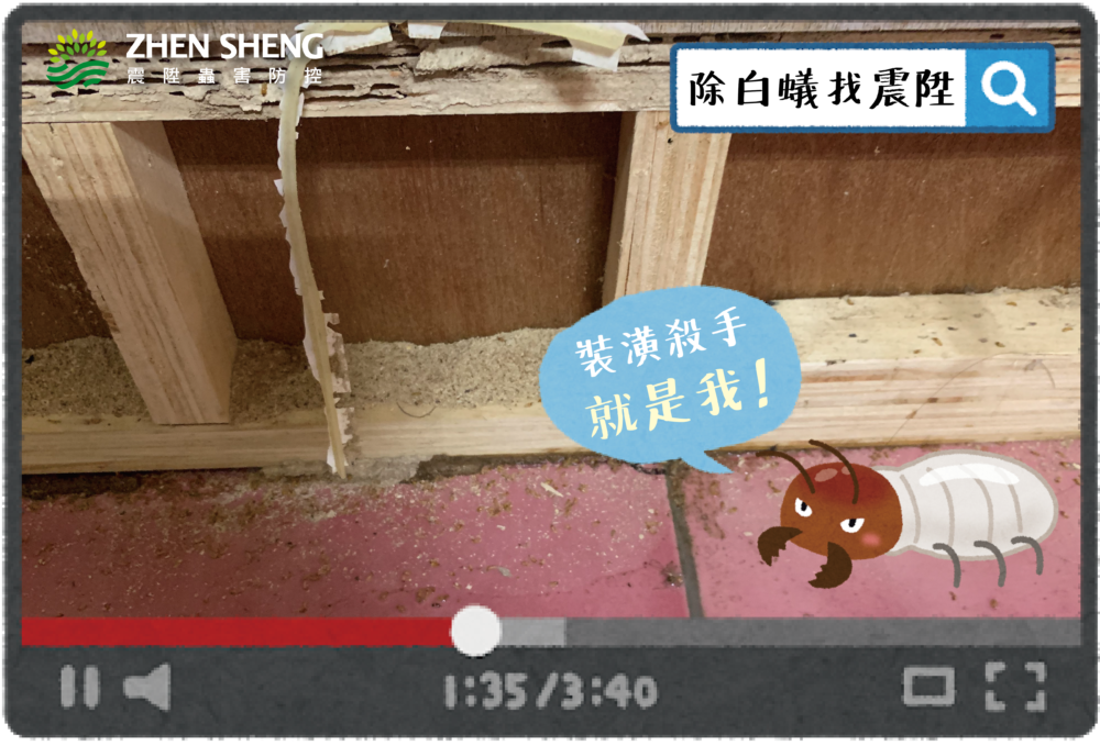 除白蟻，找震陞除蟲公司