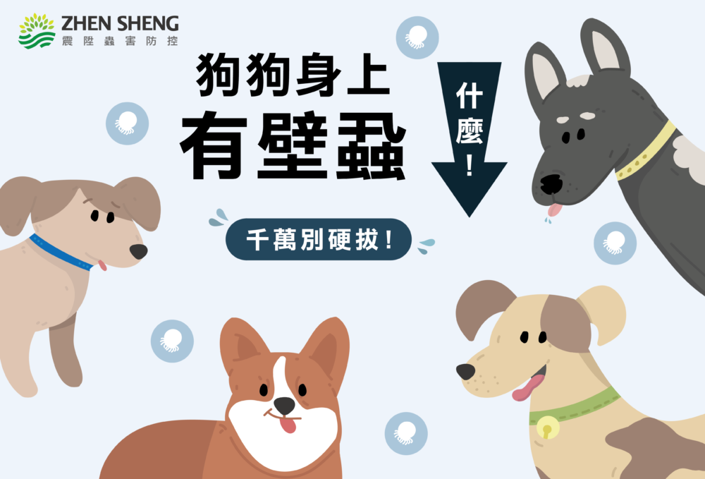 Read more about the article 狗狗身上有壁蝨怎麼辦？震陞除蟲公司教你發現壁蝨這樣做才對