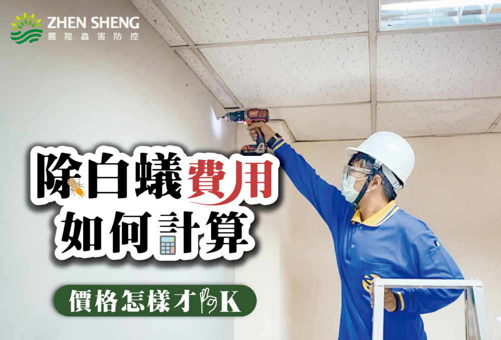 Read more about the article 震陞除蟲專家─白蟻知識推薦，除白蟻費用一次大概多少錢？怎麼樣價格才合理？