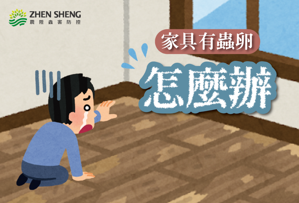 Read more about the article 木製家具藏白色小蟲，震陞除白蟻專家3步驟教您消滅白蟻蛀蟲危機