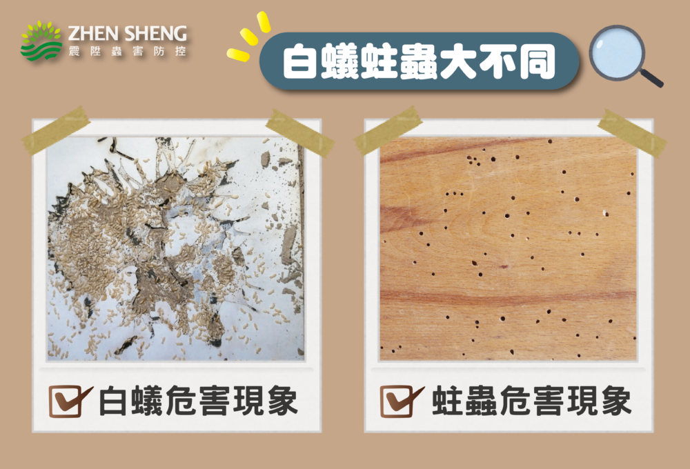 白蟻蛀蟲大不同，白蟻蛀蟲危害現象