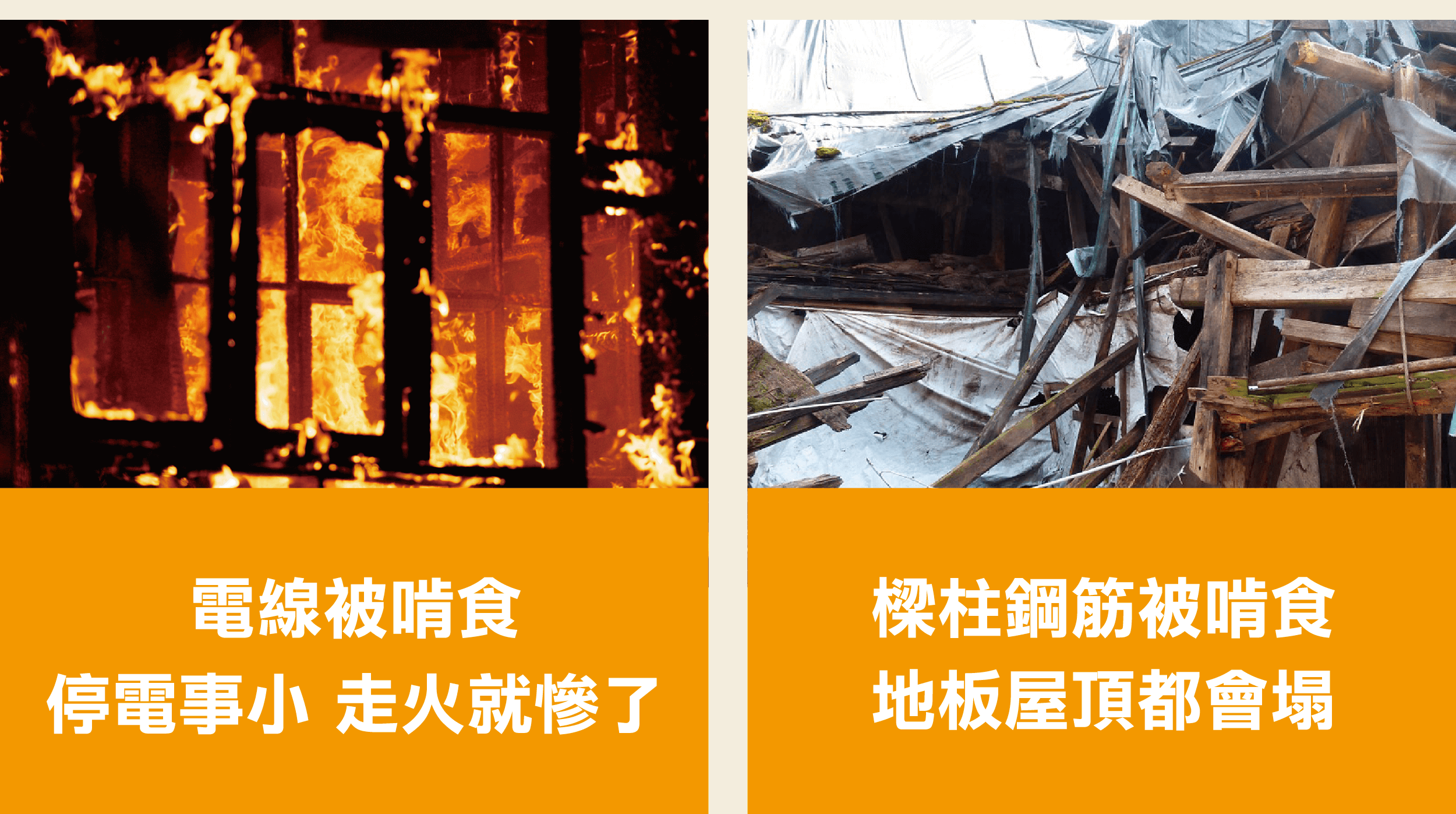 白蟻啃咬電線會電線走火，破壞建築結構房子會坍塌