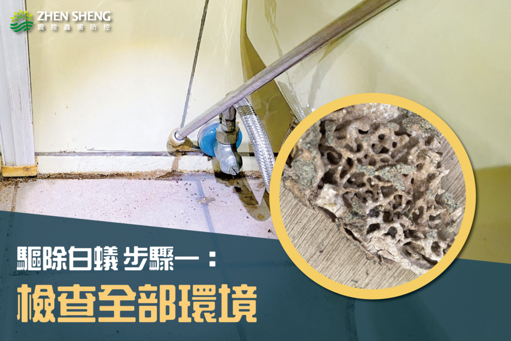 如何有效消滅白蟻？震陞除蟲專家教你驅除白蟻，驅除白蟻步驟一檢查全部環境