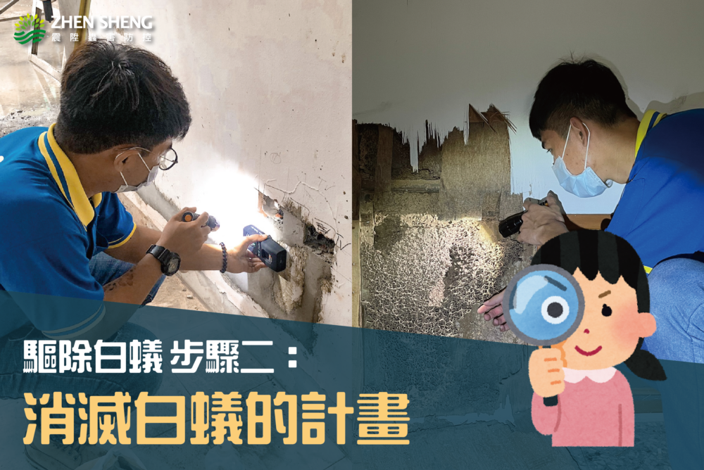 如何有效消滅白蟻？震陞除蟲專家教你驅除白蟻，驅除白蟻步驟二消滅白蟻的計畫