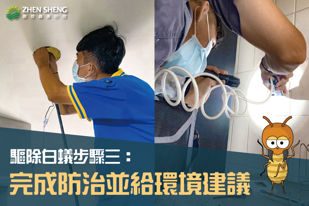 如何有效消滅白蟻？震陞除蟲專家教你驅除白蟻，驅除白蟻步驟三完成防治並給環境建議