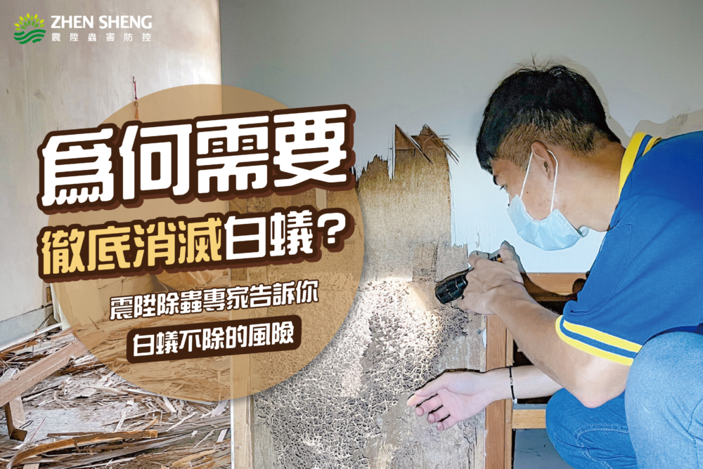 Read more about the article 為何需要徹底消滅白蟻？震陞除蟲專家告訴你白蟻不除的風險