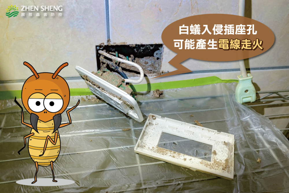 徹底消滅白蟻的重要性，讓震陞除蟲專家回答你白蟻危害的常見問題-03