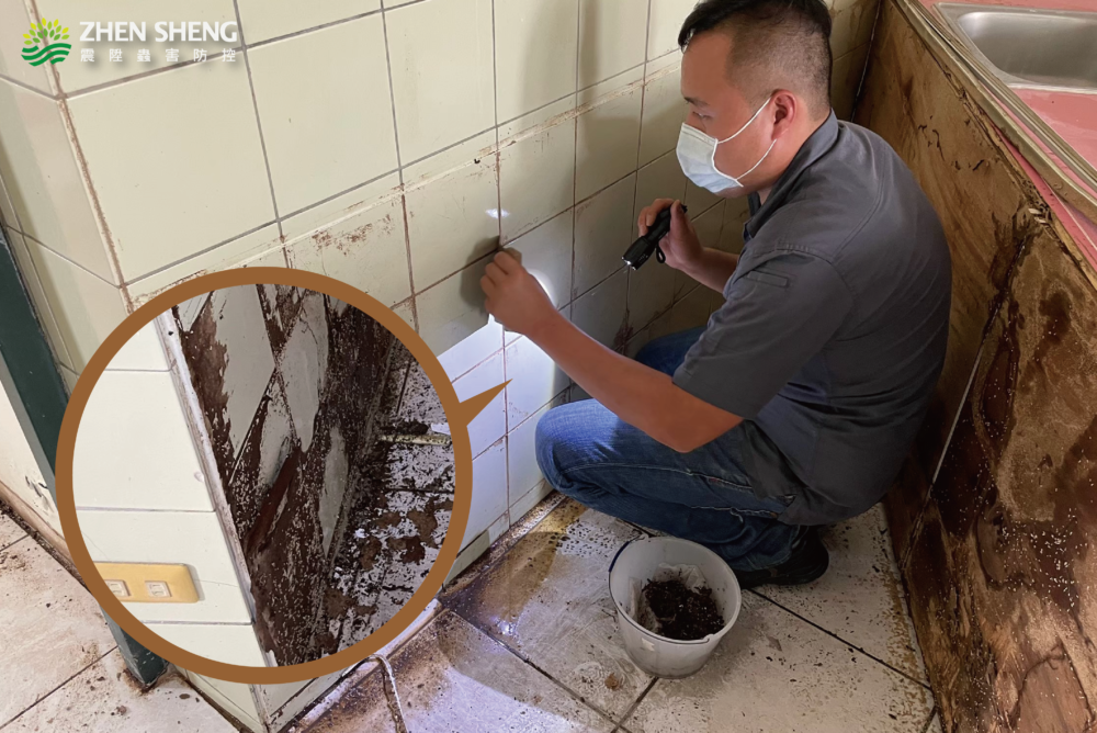 徹底消滅白蟻的重要性，讓震陞除蟲專家回答你白蟻危害的常見問題-03