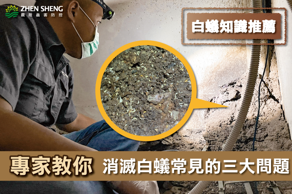Read more about the article 震陞除蟲專家─白蟻知識推薦，消滅白蟻常見的三大問題