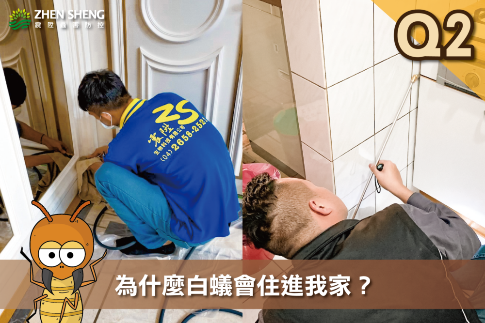 震陞除蟲專家─白蟻知識推薦，消滅白蟻常見問題-請問震陞除蟲專家：為什麼白蟻會住進我家？