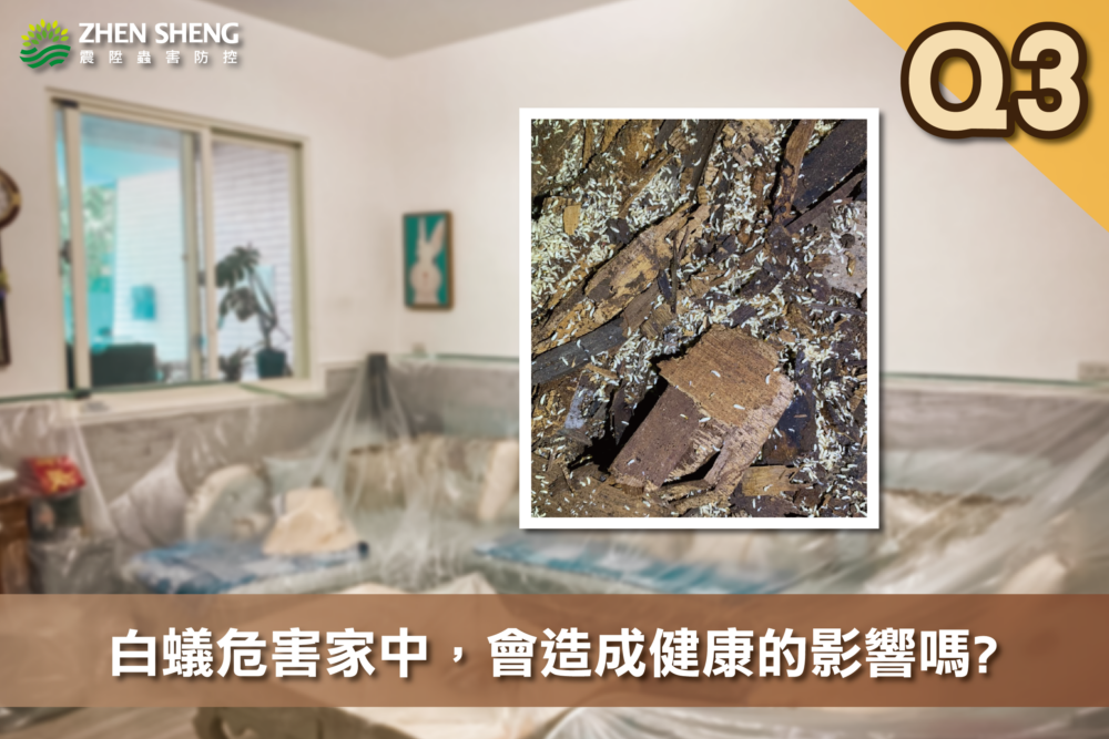 震陞除蟲專家─白蟻知識推薦，消滅白蟻常見問題-請問震陞除蟲專家：白蟻危害家中，會造成健康的影響嗎?