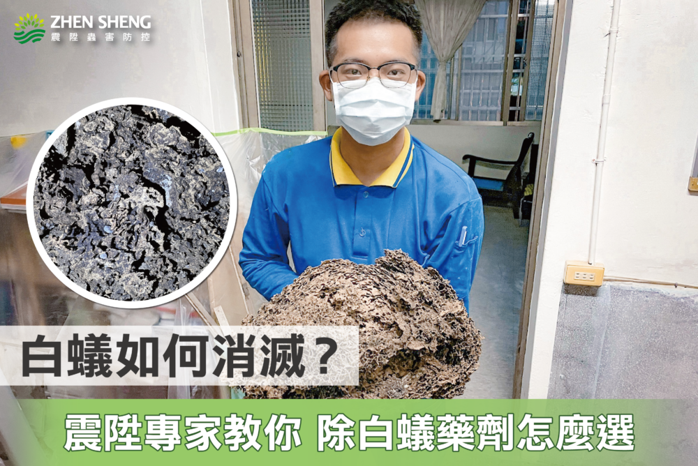Read more about the article 白蟻如何驅除消滅？震陞除蟲專家教你除白蟻藥劑怎麼選