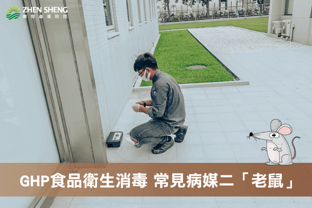 震陞除蟲公司─GHP食品衛生消毒常見病媒二、「老鼠」