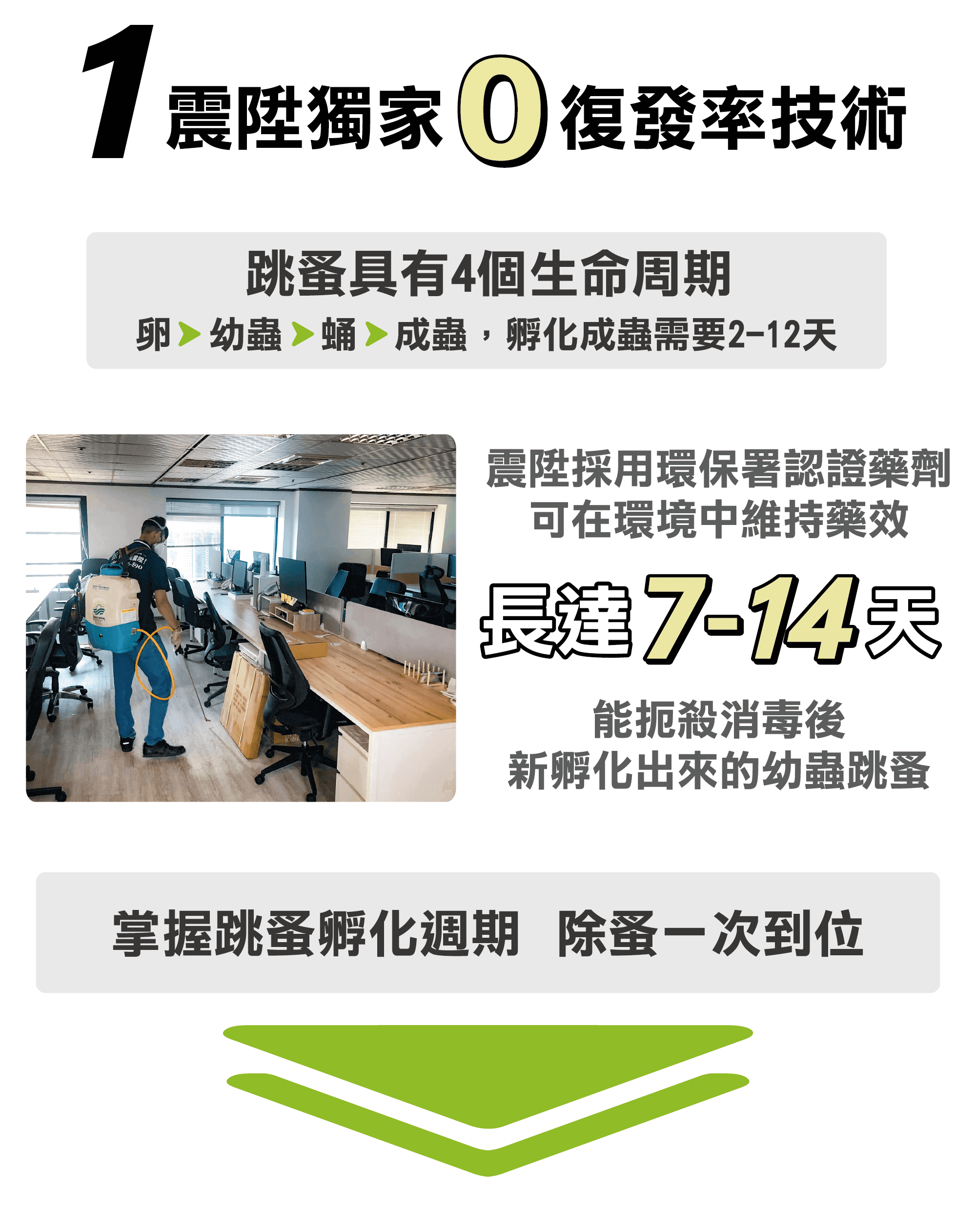 除跳蚤方法,震陞獨家0復發率除跳蚤技術 除跳蚤方法,震陞獨家0復發率除跳蚤技術
