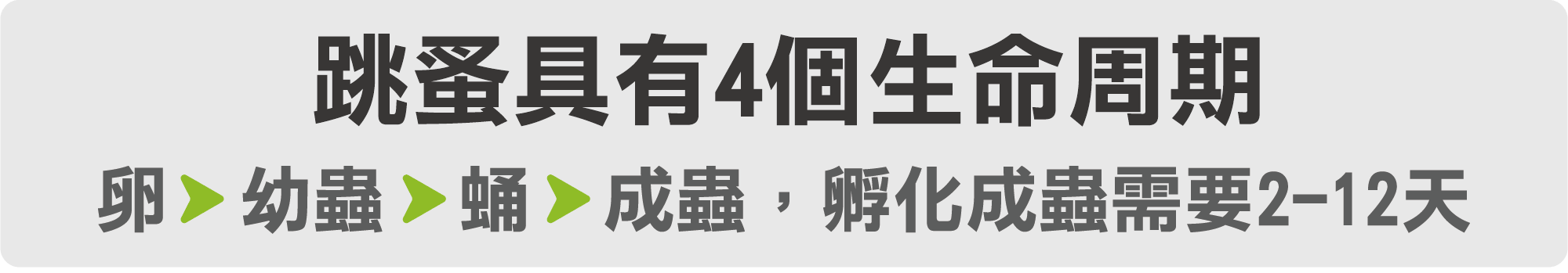 跳蚤具有4個生命週期,孵化成蟲只需要2-12天-電腦 跳蚤具有4個生命週期,孵化成蟲只需要2-12天-電腦