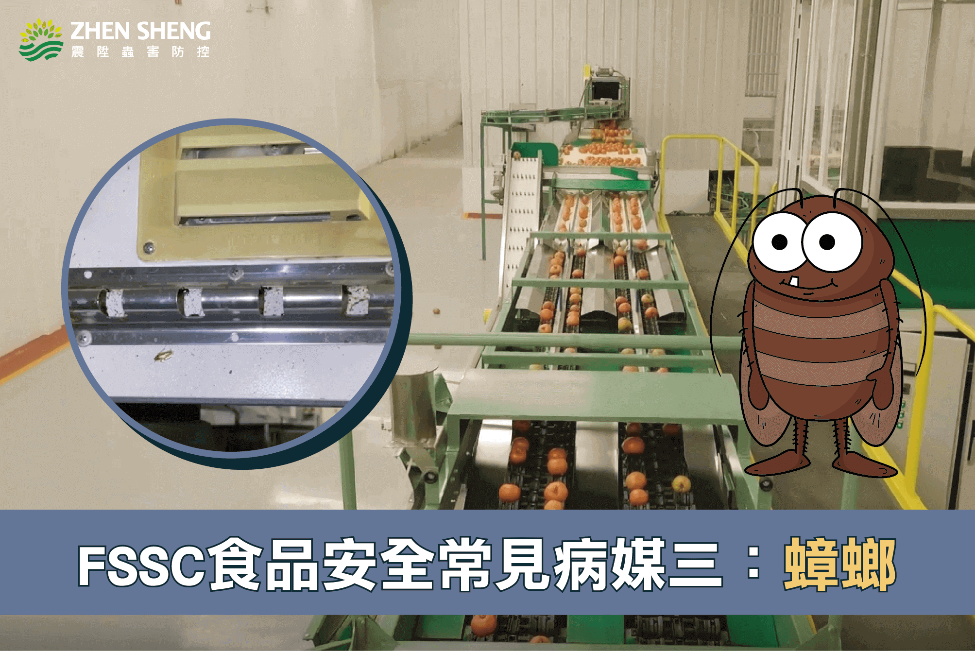 震陞蟲害防控-震陞除蟲專家公司─消毒知識推薦，FSSC食品安全常見病媒害蟲_蟑螂