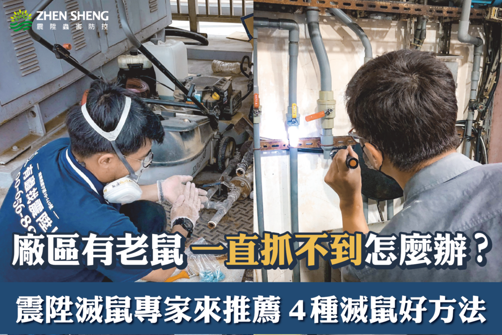 Read more about the article 工廠、辦公室、天花板有老鼠一直抓不到怎麼辦？震陞滅鼠專家來推薦滅鼠方法