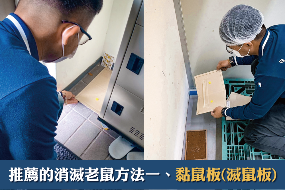 震陞滅鼠專家推薦的消滅老鼠方法一、黏鼠板(滅鼠板)