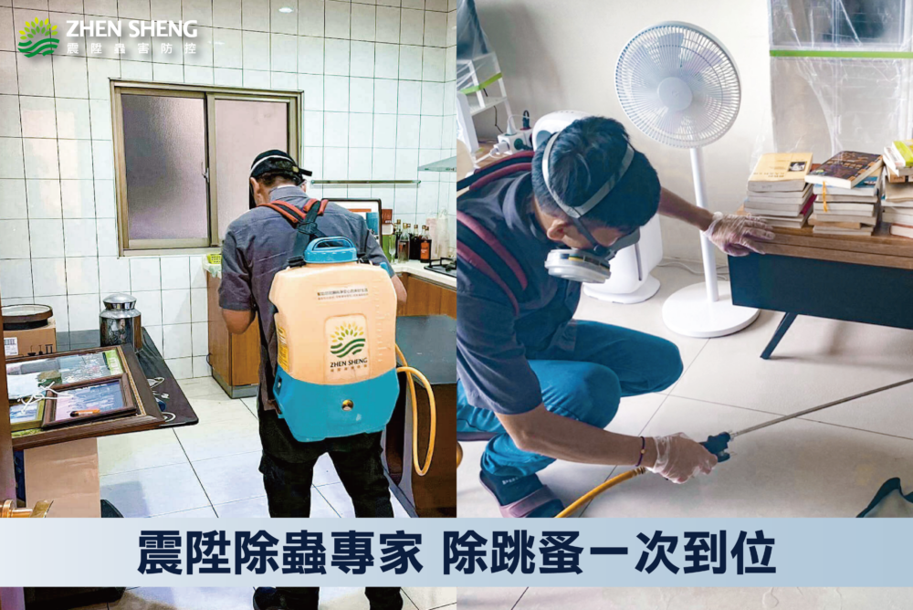 震陞除蟲專家-除跳蚤消滅一次到位