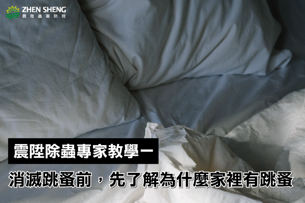 震陞除蟲專家教學一：消滅跳蚤前，先了解為什麼家裡有跳蚤