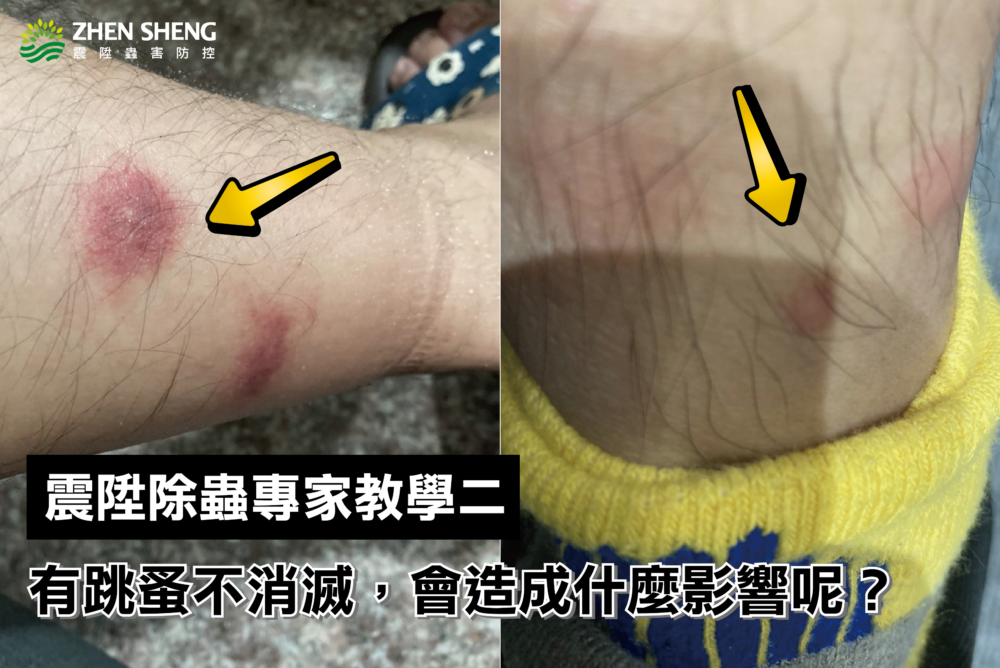 震陞除蟲專家教學二：家裡有跳蚤不消滅驅除，會造成什麼影響呢？