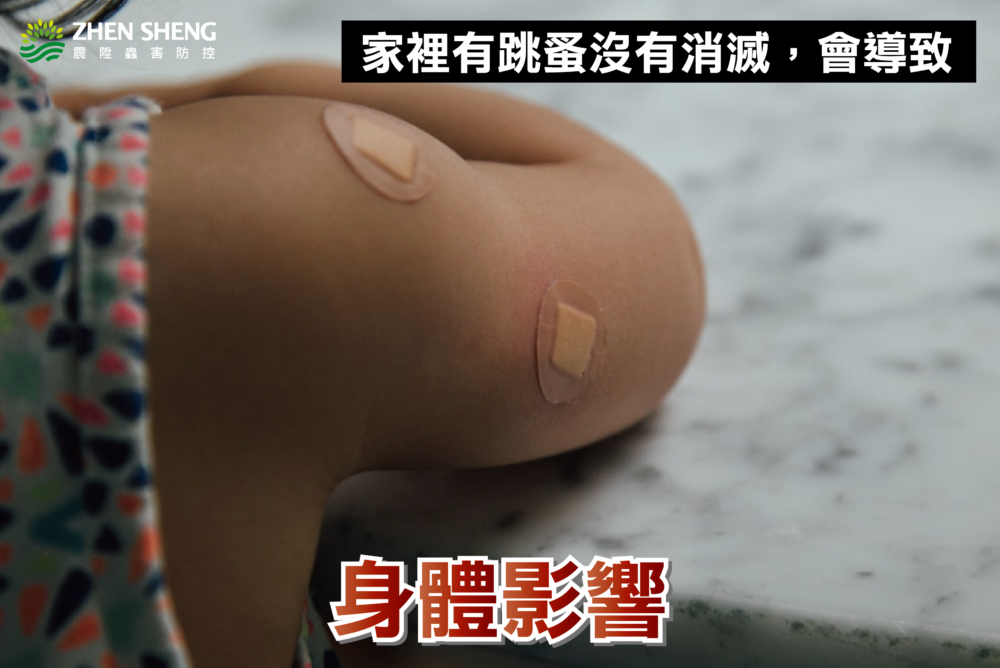 家裡有跳蚤沒有徹底消滅會造成一、身體影響