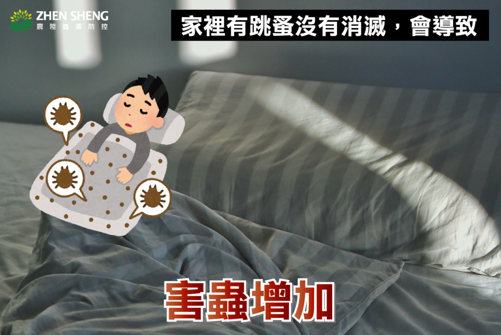 家裡有跳蚤沒有徹底消滅會造成二、害蟲增加