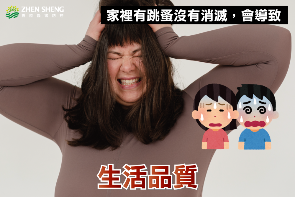 家裡有跳蚤沒有徹底消滅會造成三、生活品質