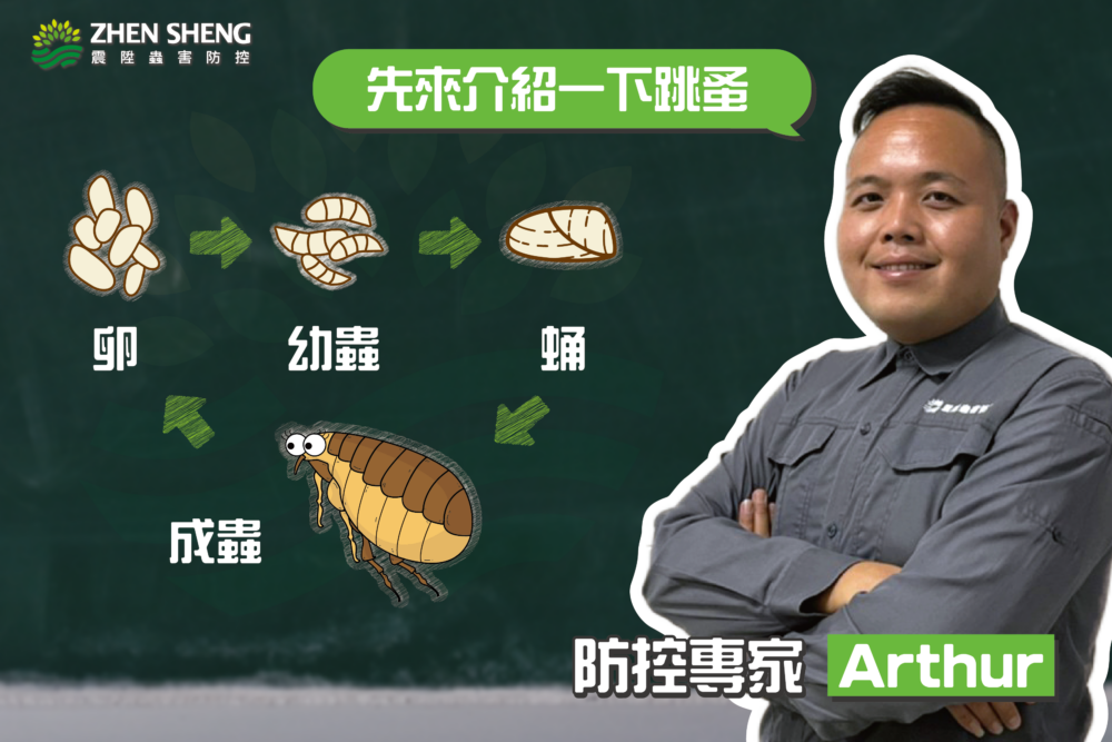 家裡有跳蚤怎麼消滅，震陞除蟲專家帶你先了解跳蚤習性